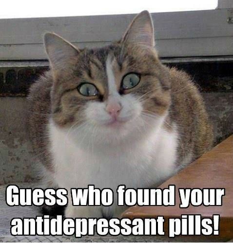 Cat meme - anti depressants