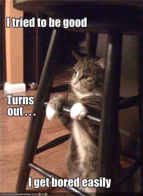 Cat meme -- Bored easily